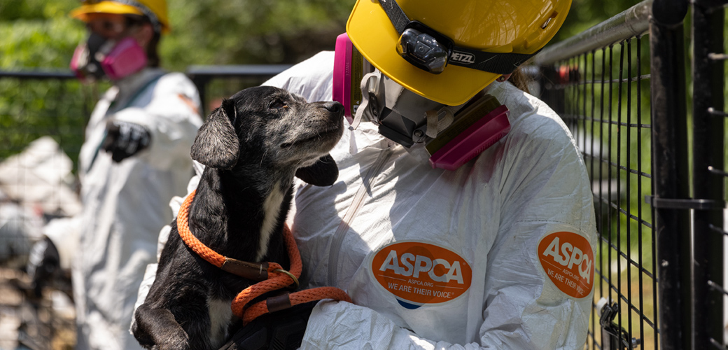Animal Rescue Organization Luv Puppies