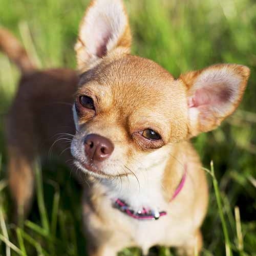 Chihuahua Dog Breed