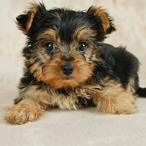 A yorkshire terrier breed